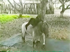 Zoo buddies - The anal Creampie