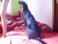 webcam with dog friend