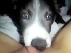 Dog 1