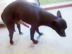 La mascara del zorro