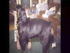 El Mamporrero Cachondo
