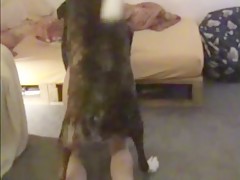 los vicios de Pancho