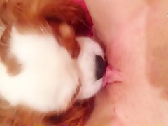 Dog licking pussy video