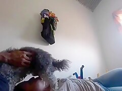 Leche de mi perro