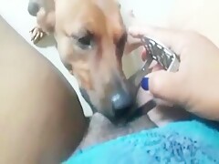 Brasileira com seu cão