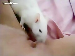 Rat licks pussy